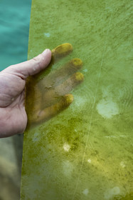 France, Finistère (29), Pays des Abers, estuaire de l'Aber Wrac'h, Plouguerneau, France Haliotis, algues microscopiques appelées Ulvella destinées à nourrir les larves ormeaux