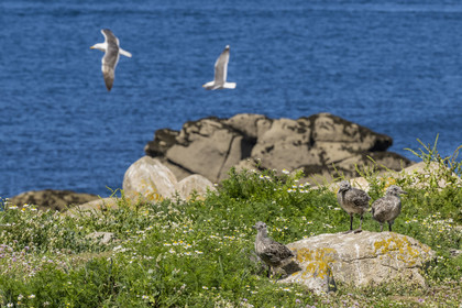 France, Finistère, Abers Country (Pays des Abers), Ile Vierge (Virgin Island) in the Lilia archipelago, many gulls populate the island during the nesting period
