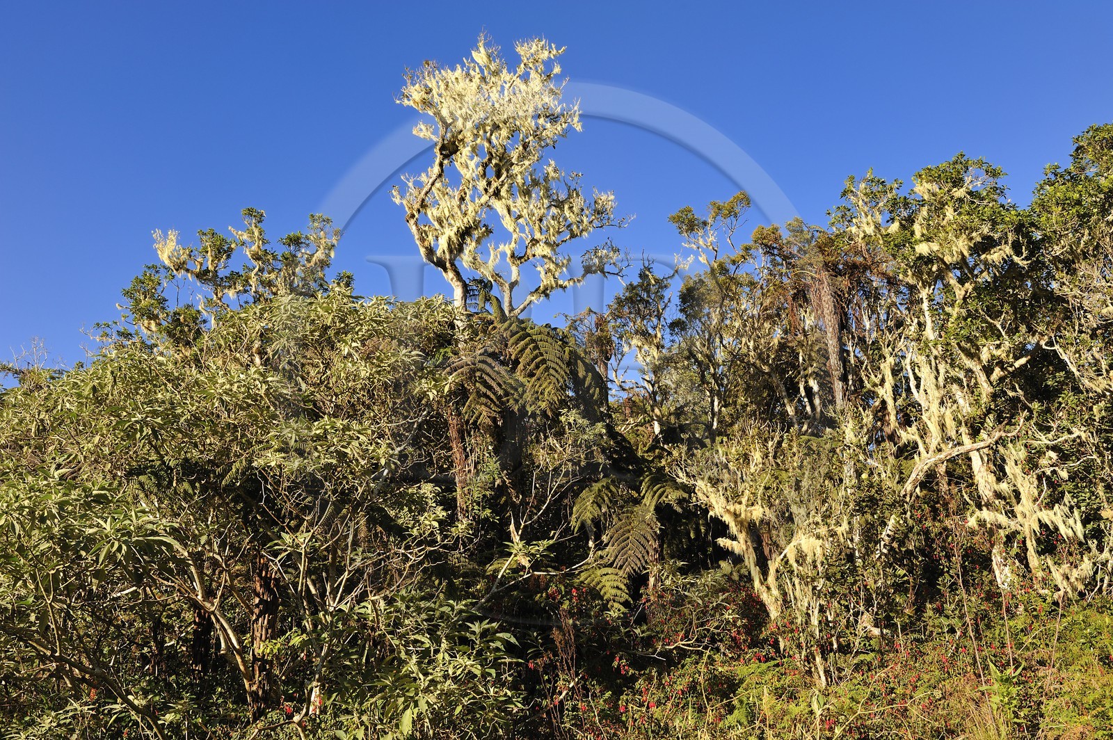 France, île de la Réunion, forêt de Bélouve, tamarins recouverts de mousse et de lichens