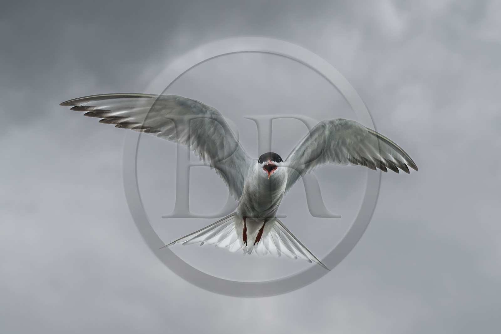 France, Finistère, Abers Country (Pays des Abers), Aber Wrac'h, Common tern (Sterna hirundo)