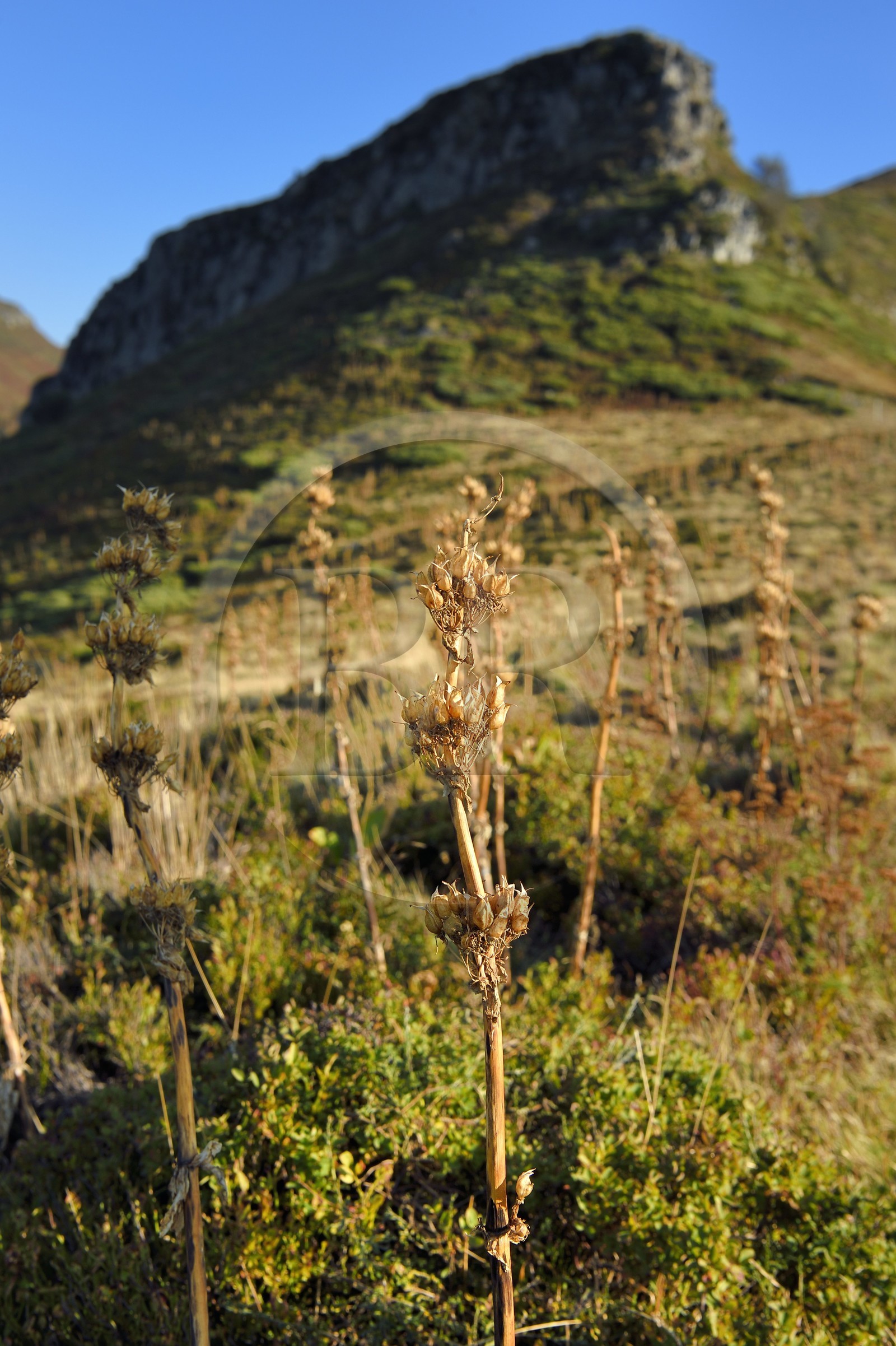 France, Cantal, Parc Naturel Régional des Volcans d'Auvergne (regional nature park of Auvergne volcanoes),  Le Lioran, gentian at the col de Cabre and the Puy Bataillouse in the background