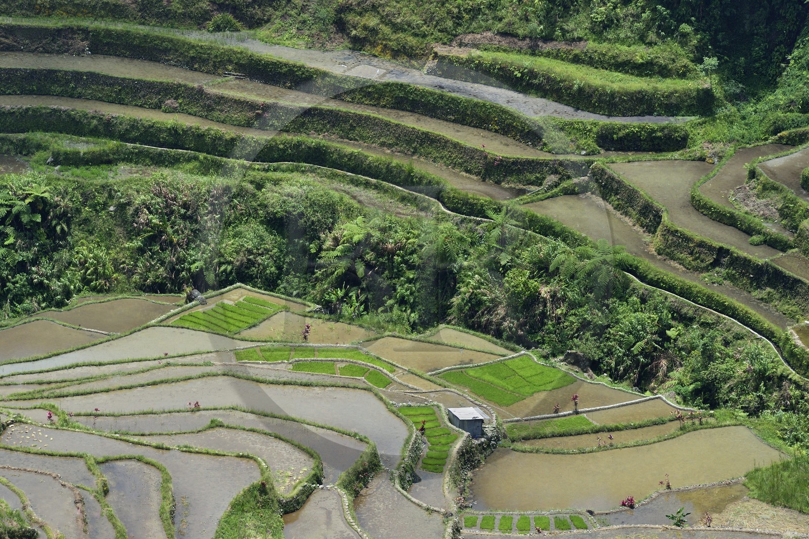 Philippines, Ifugao province, Banaue rice terraces at Cambulo, listed as World Heritage by UNESCO
