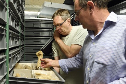 France, Dordogne (24), Périgord Noir, vallée de la Vézère, Les Eyzies-de-Tayac-Sireuil, site classé Patrimoine Mondial de l'UNESCO, Musée National de la Préhistoire, les réserves, Stephane Madelaine (ingénieur des services culturels chargé des collections de faunes) et le conservateur Alain Turq qui lui présente un os d'environ 1 200 000 ans provenant du site de Ceyssaguet