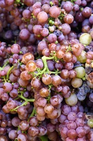 France, Bas-Rhin (67), Route des vins d'Alsace, Nothalten, vendanges sur une parcelle du Domaine viticole Philippe Sohler, grappes de raisin de gewurztraminer