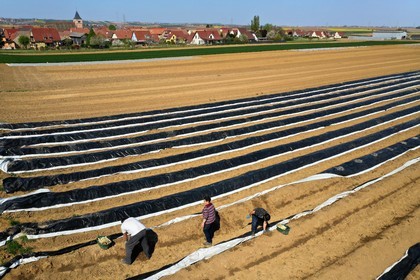 France, Bas-Rhin (67), Fessenheim-Le-Bas, r