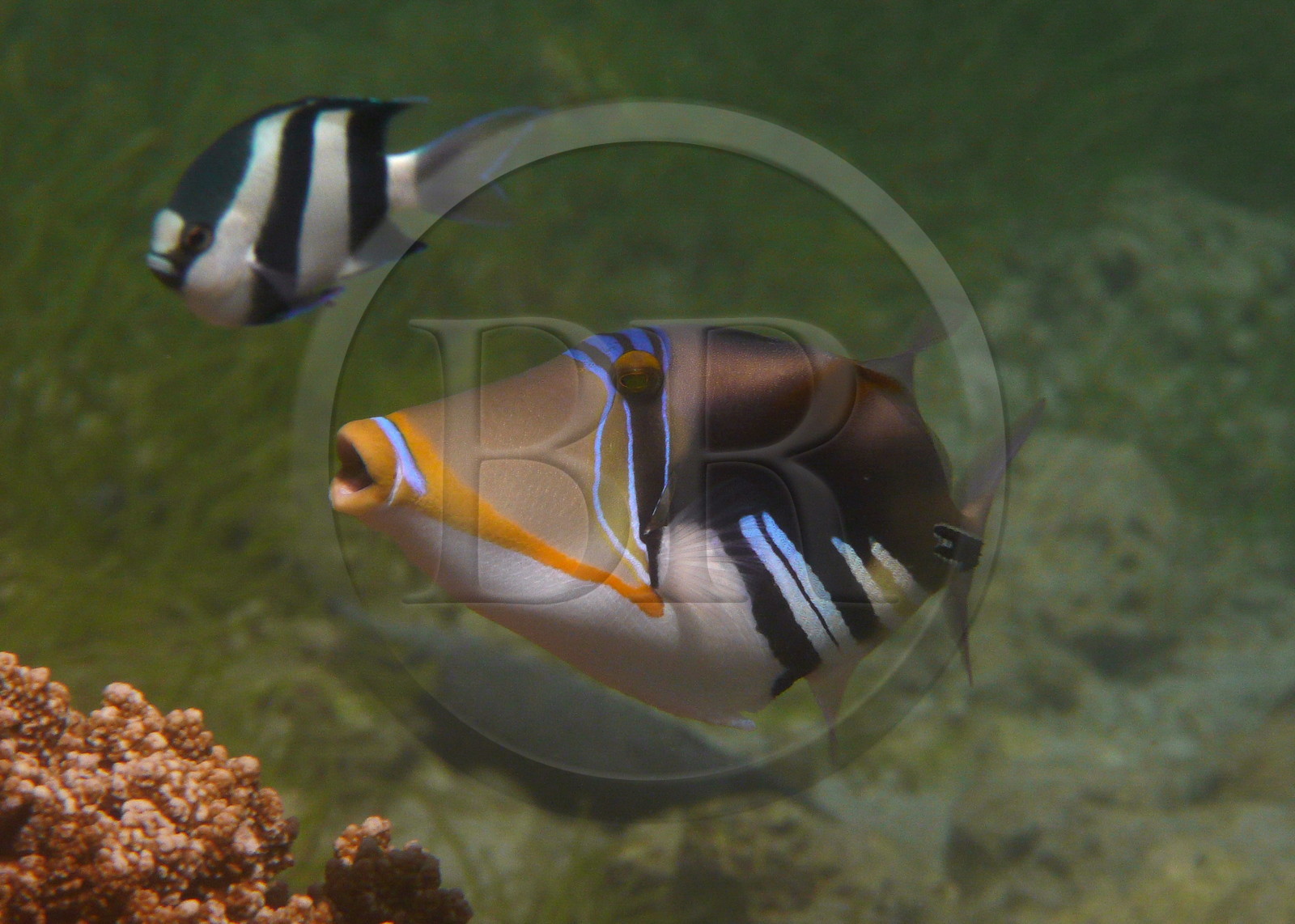 France, île de la Réunion, le récif corallien du lagon de la plage de Saint-Gilles et de l'Ermitage (vue sous-marine)