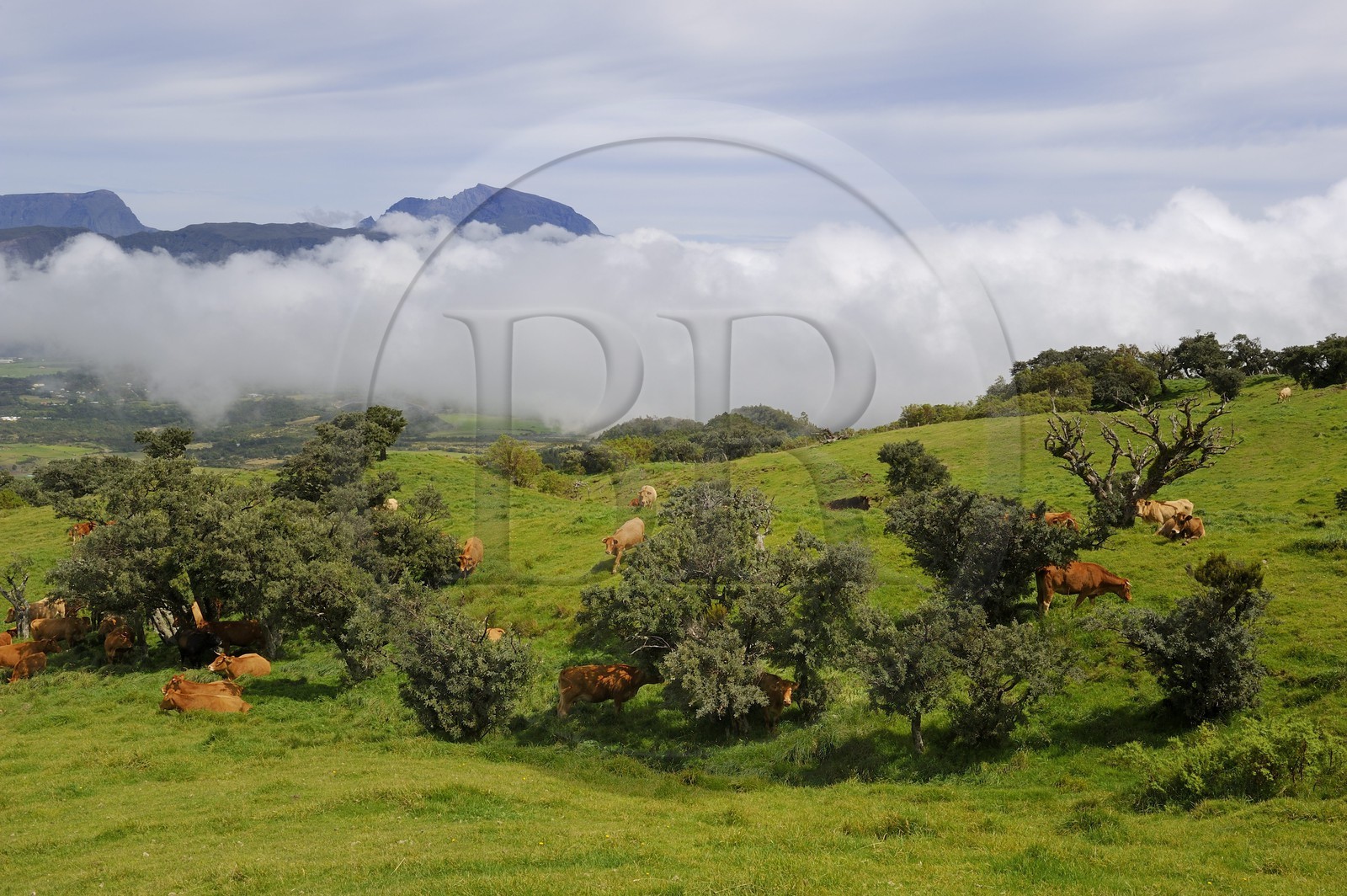 France, Ile de la Reunion, troupeau de vaches sur les pentes du volcan du Piton de la Fournaise, la Plaine des Cafres et l'ancien volcan du Piton des Neiges en arrière plan