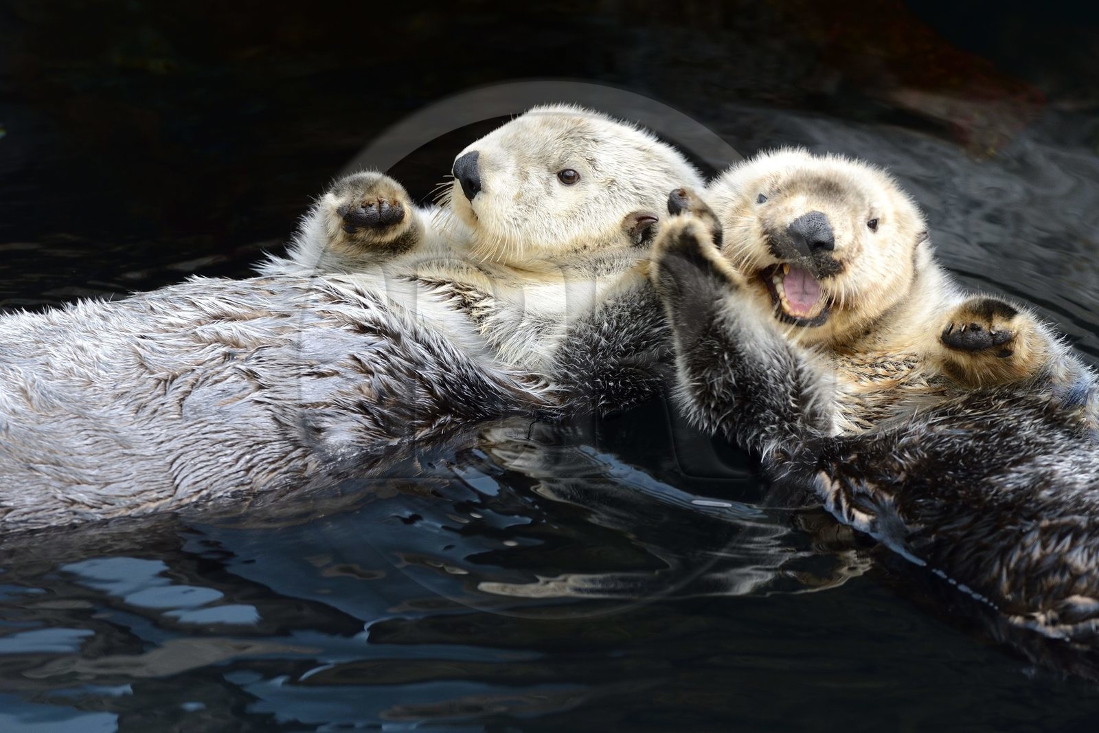 Portugal, Lisbonne, Parque das Nações (Parc des nations) construit pour l'exposition universelle de 1998, Oceanário (Oceanarium), loutre de mer (Enhydra lutris)