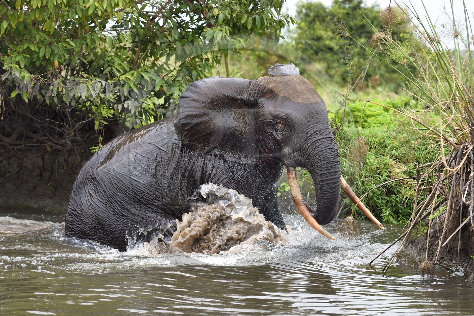 Gabon, province de Ogooué- Maritime, Parc National du Loango, site de Akaka dans la lagune du Fernan Vaz, éléphant de forêt d'Afrique (Loxodonta cyclotis) qui traverse une rivière