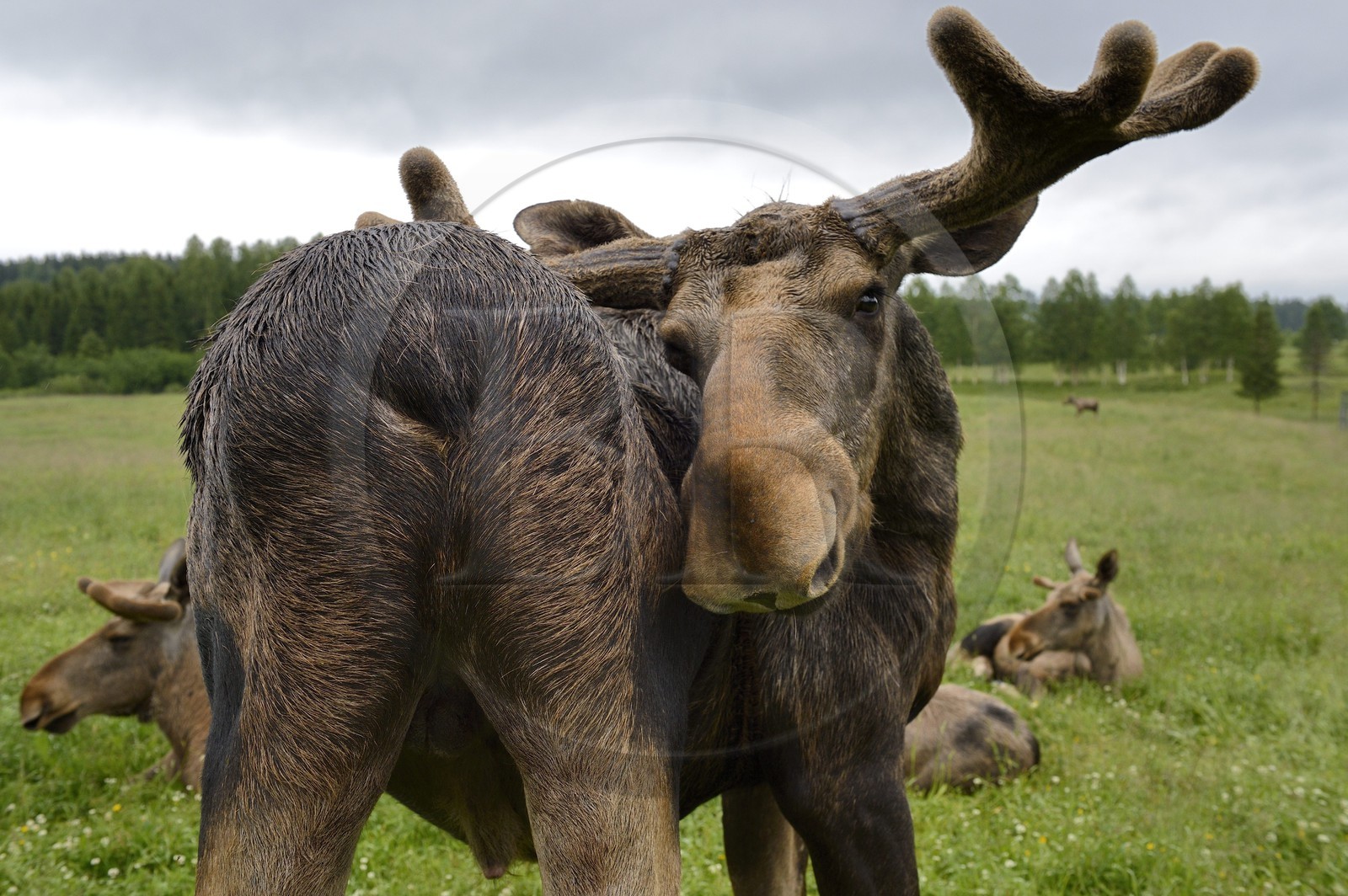 Sweden, Vasterbotten County, Umea region, Bjurholm, the Elk's House (Algens Hus), livestock