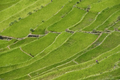 Philippines, province d'Ifugao, les rizières en terrasses de Banaue autour du village de Batad, classées Patrimoine Mondial de l'UNESCO
