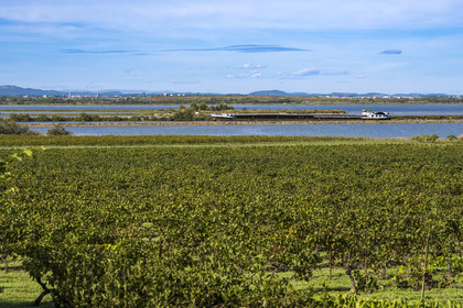 France, Hérault (34), Villeneuve-lès-Maguelone (Palavas-Les-Flots), les vignes sur l'Ile de Maguelone et une péniche passant sur le canal du Rhône à Sète