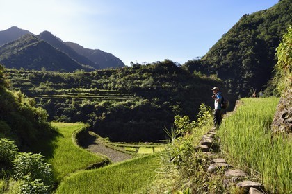 Philippines, province d'Ifugao, les rizières en terrasses de Banaue autour du village de Cambulo, classées Patrimoine Mondial de l'UNESCO