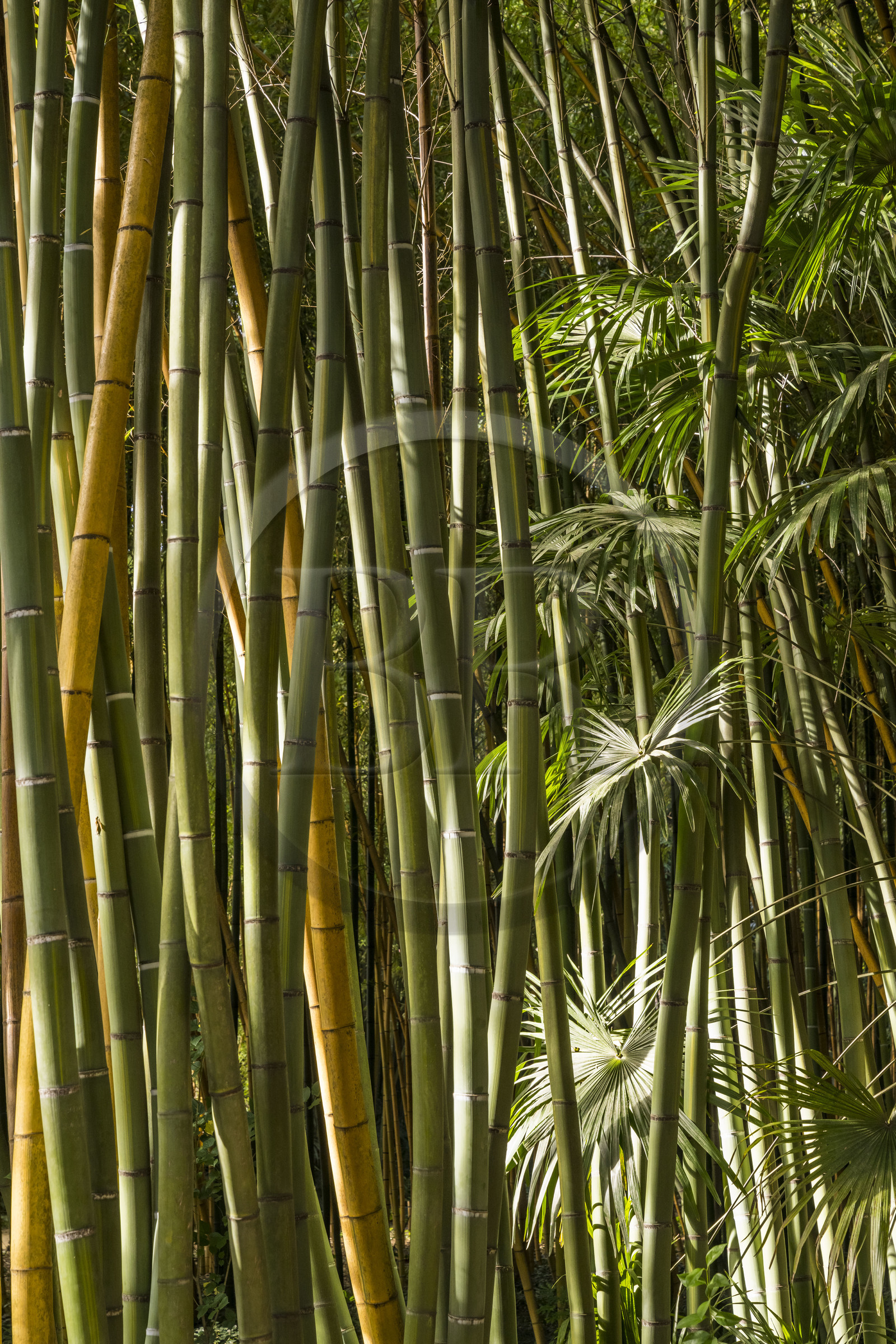 France, Gard, Generargues towards Anduze, Bambouseraie en Cévennes (Bamboo garden), bamboo forest