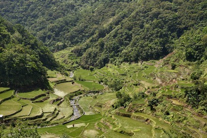 Philippines, province d'Ifugao, les rizières en terrasses de Banaue, classées Patrimoine Mondial de l'UNESCO