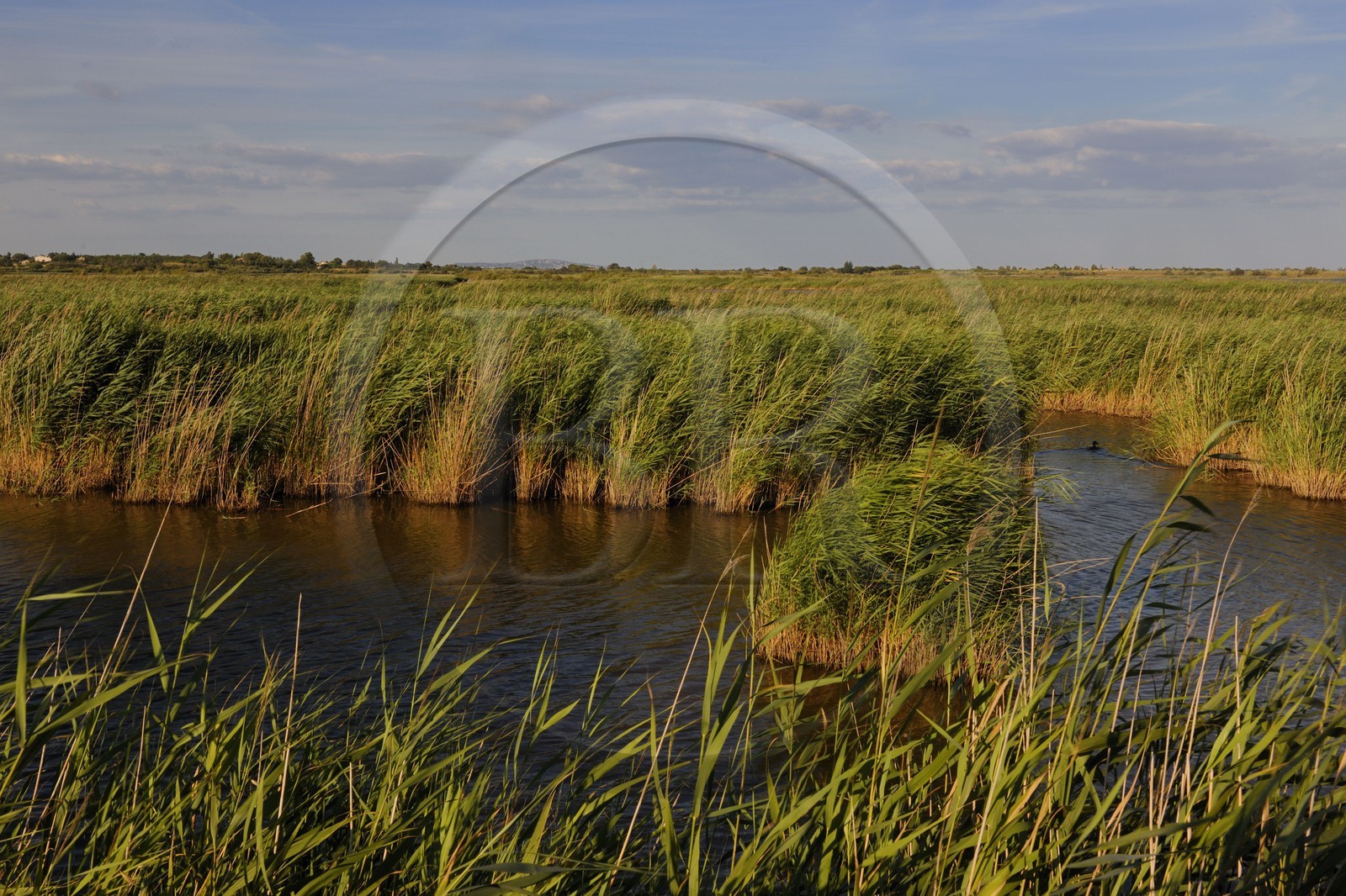 France, Herault (34), district of Cap d'Agde, the National Nature Reserve Bagnas west of the bassin of Thau