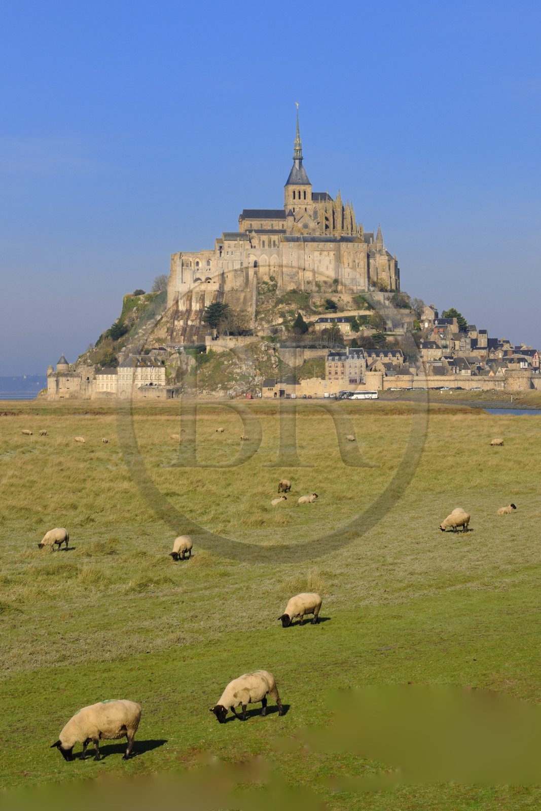 France, Manche (50), Mont-Saint-Michel, classé Patrimoine Mondial de l'UNESCO, moutons de prés salés