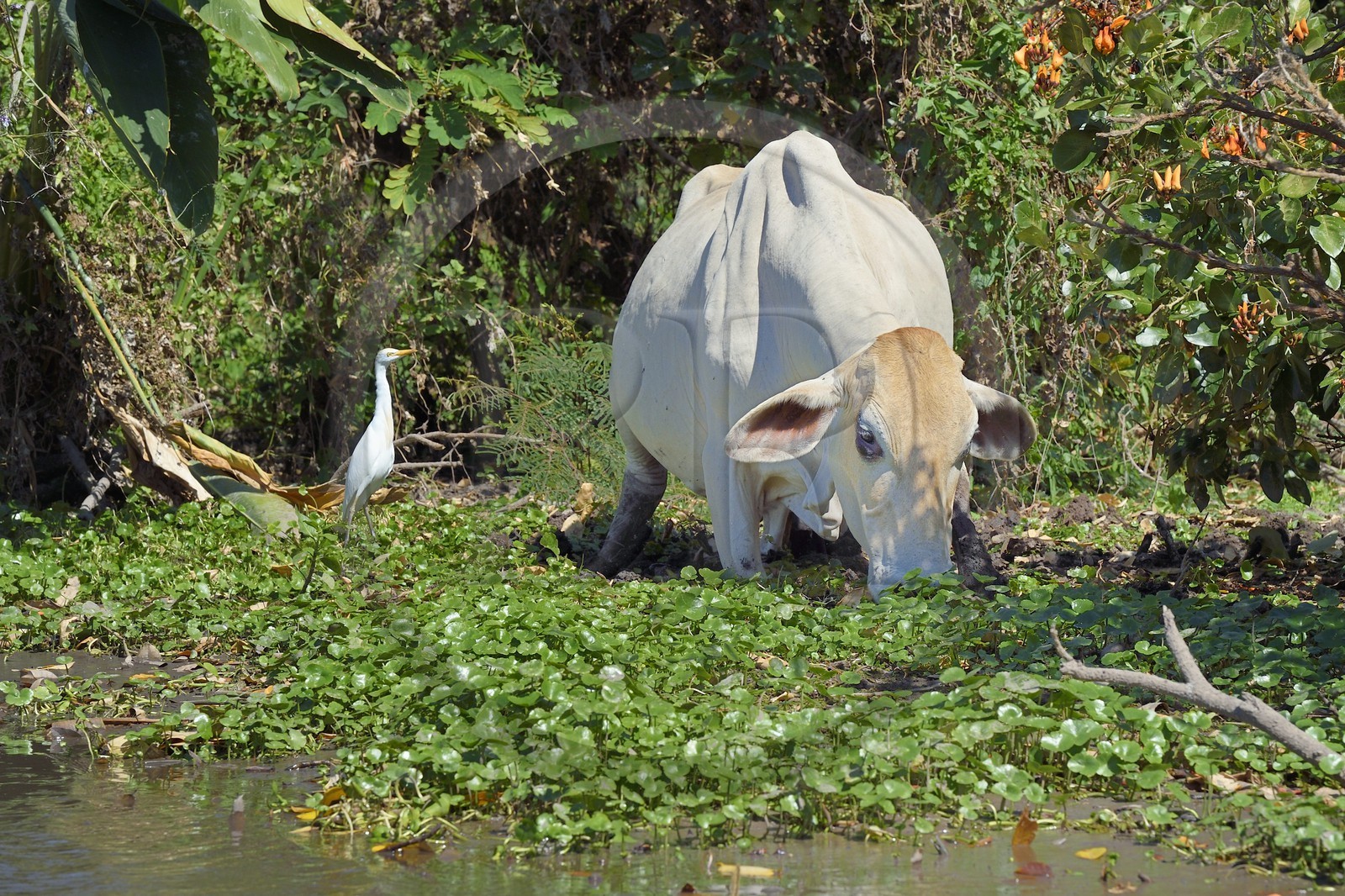 Nicaragua, Ile d'Ometepe réserve mondiale de Biosphère sur le lac Nicaragua, marais le long du Rio Istian, zebu et Héron garde-boeufs (Bubulcus ibis)