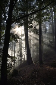 France, Bas Rhin, Mont Saint Odile, sunrise in the early morning mist