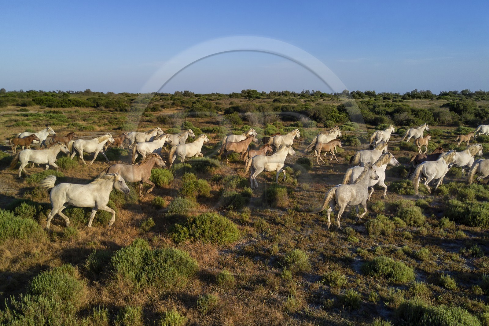 France, Bouches-du-Rhône (13), Parc naturel régional de Camargue, vers l'étang de Malagroy, manade Jacques Mailhan, chevaux de Camargue dans la sansouire (vue aérienne)