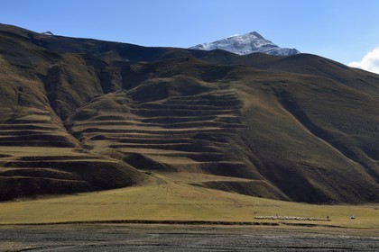 Azerbaijan, Quba (Guba) region, Greater Caucasus mountain range, the valley along Xinaliq Yolu road towards Khinalug (Xinaliq), flock of sheep