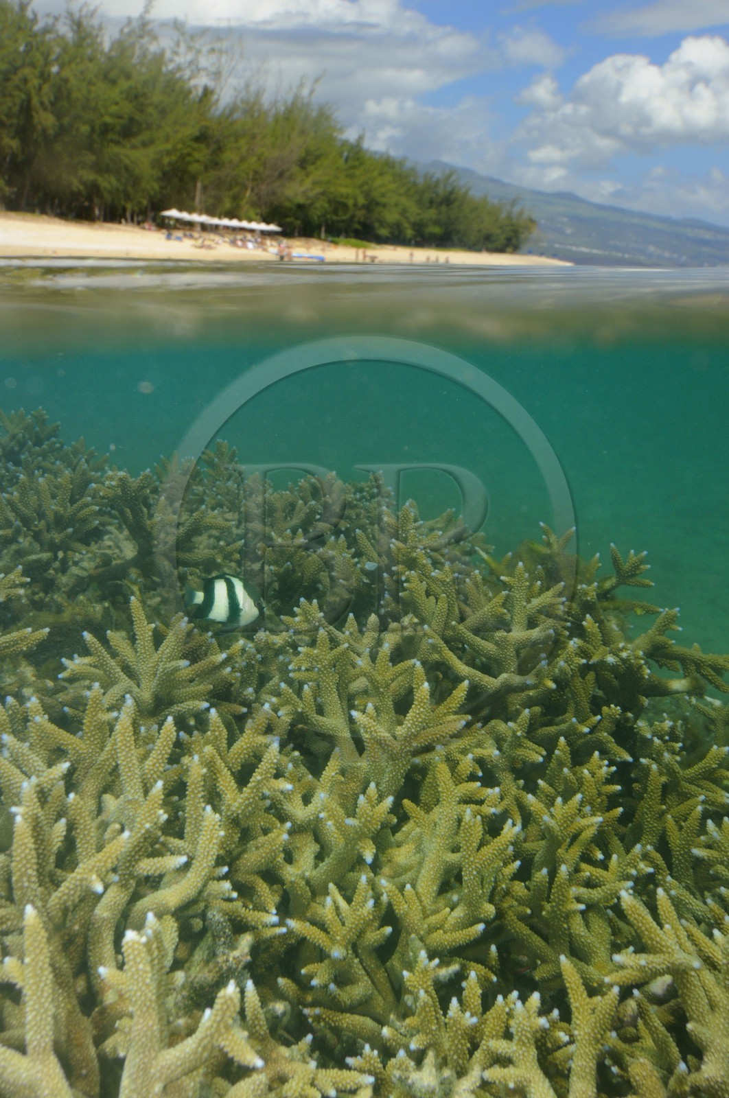 France, île de la Réunion, le récif corallien du lagon de la plage de Saint-Gilles et de l'Ermitage (vue sous-marine)