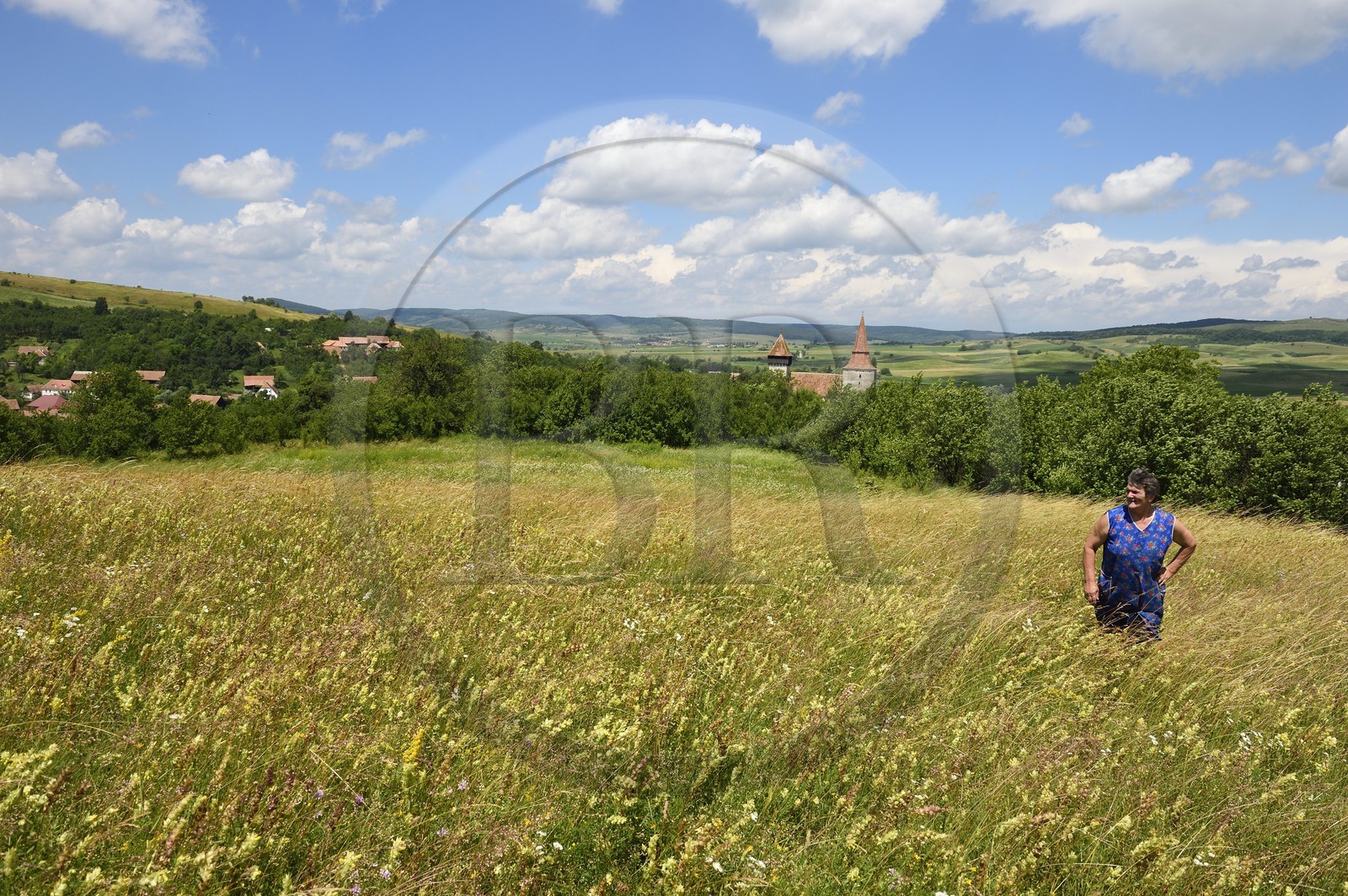 Roumanie, Transylvanie, région de Sighisoara, fermière dans un près surplombant le village de Movile et son église fortifiée