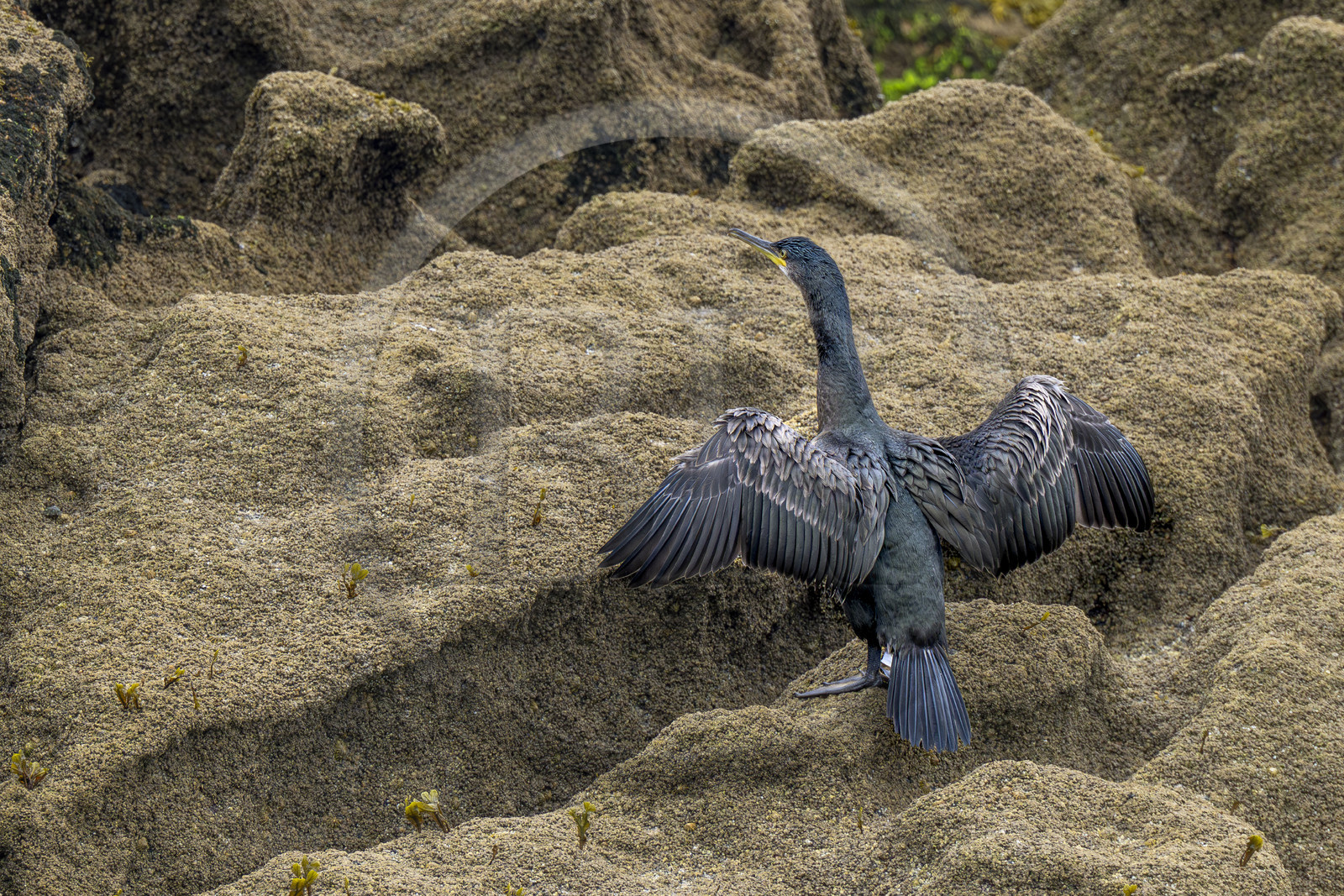 France, Finistère (29), Carantec, Réserve ornithologique des îlots de la Baie de Morlaix, Cormoran huppé (Gulosus aristotelis) sur l'Ile Vesoul