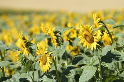 France, Bas Rhin, the Alsace Wine Route, Traenheim, sunflower field