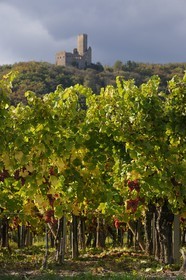 France, Bas-Rhin (67), la vigne au pied du château de Ortenbourg