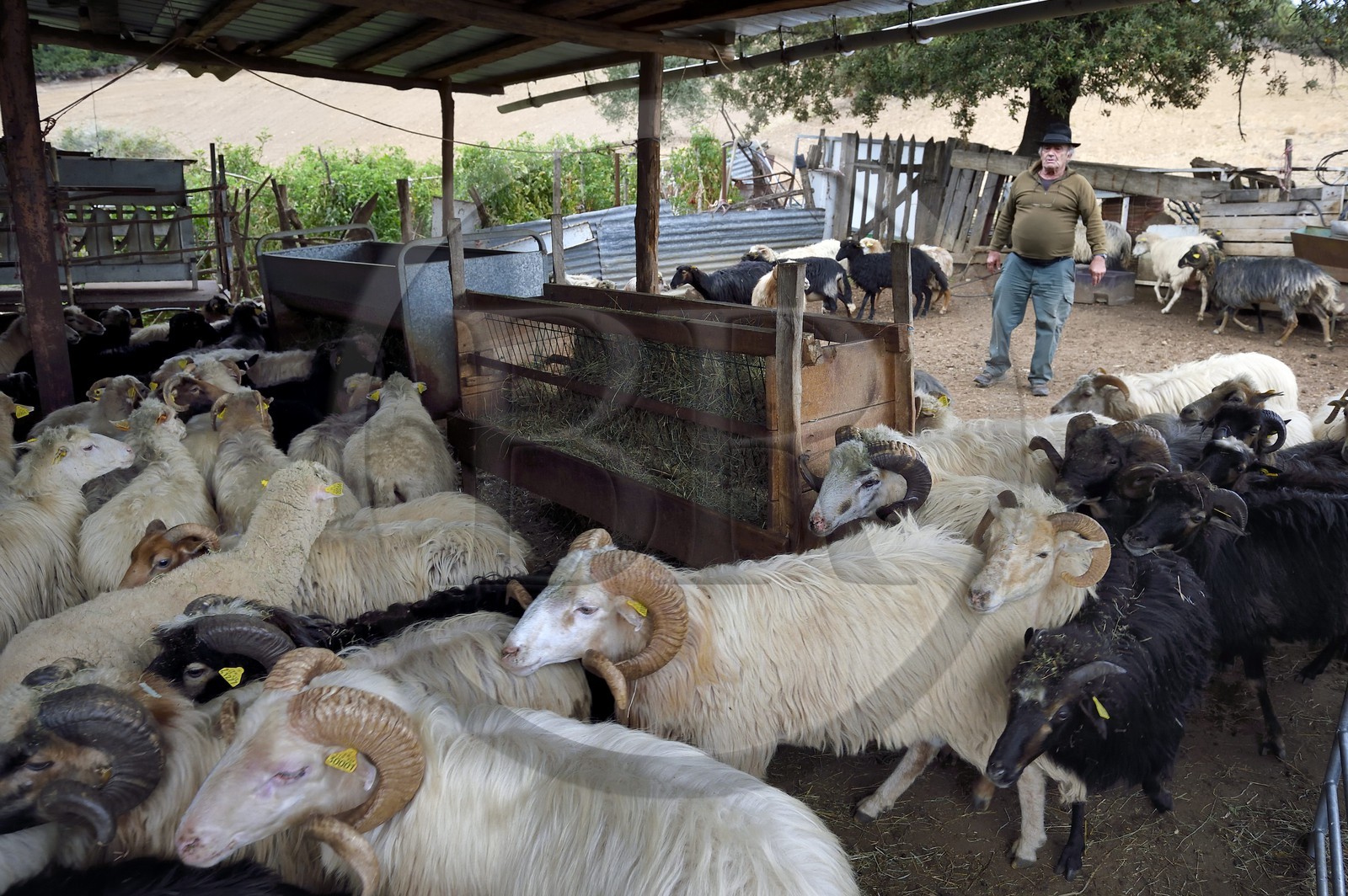 France, Corse du Sud, Cargese,  the shepherd Francois Defranchi producer of sheep cheese