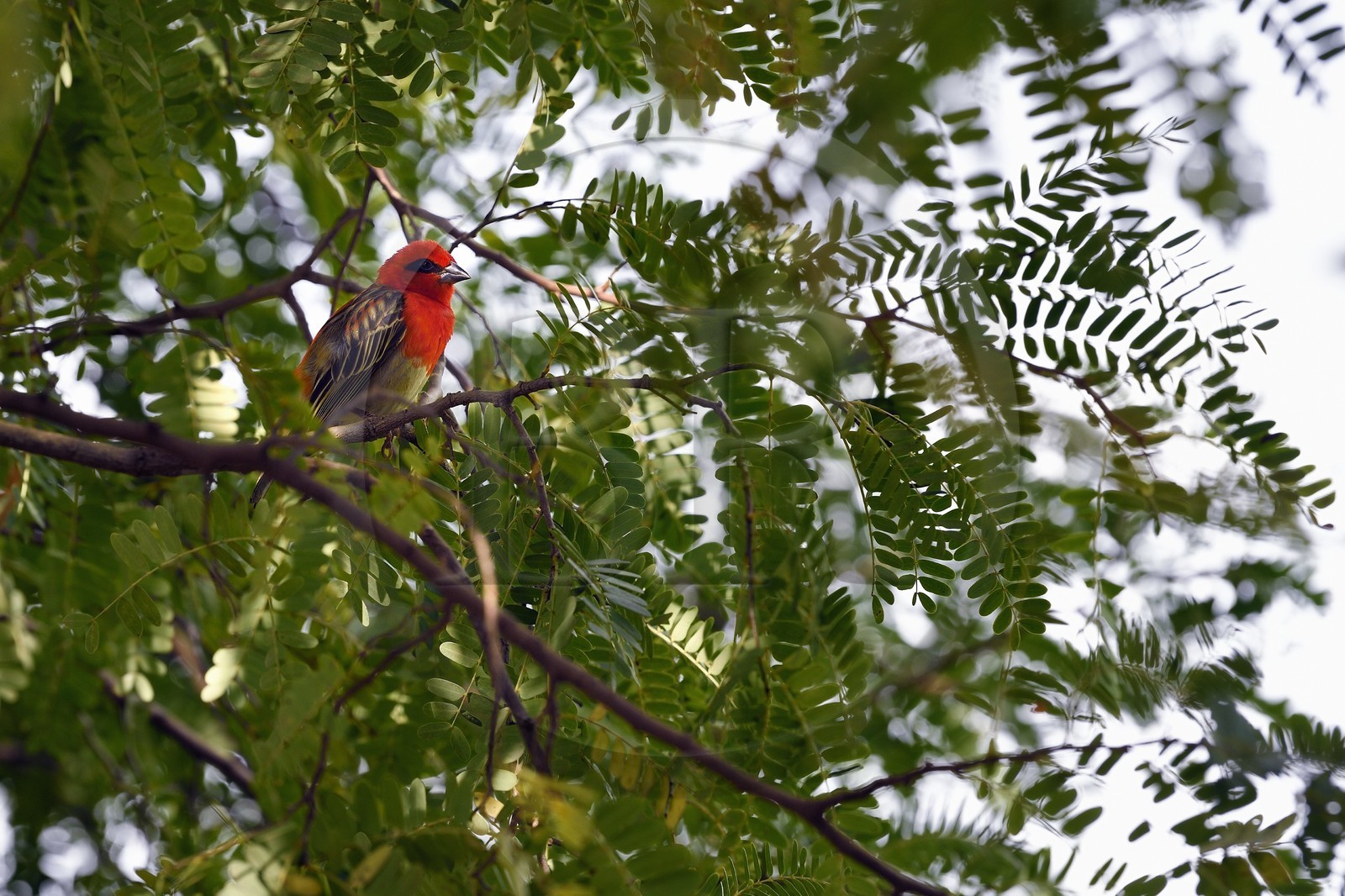 France, Ile de la Reunion, Saint Pierre, Jardin Botanique du Domaine du Café Grillé, foudi rouge (Foudia madagascariensis) aussi appelé cardinal