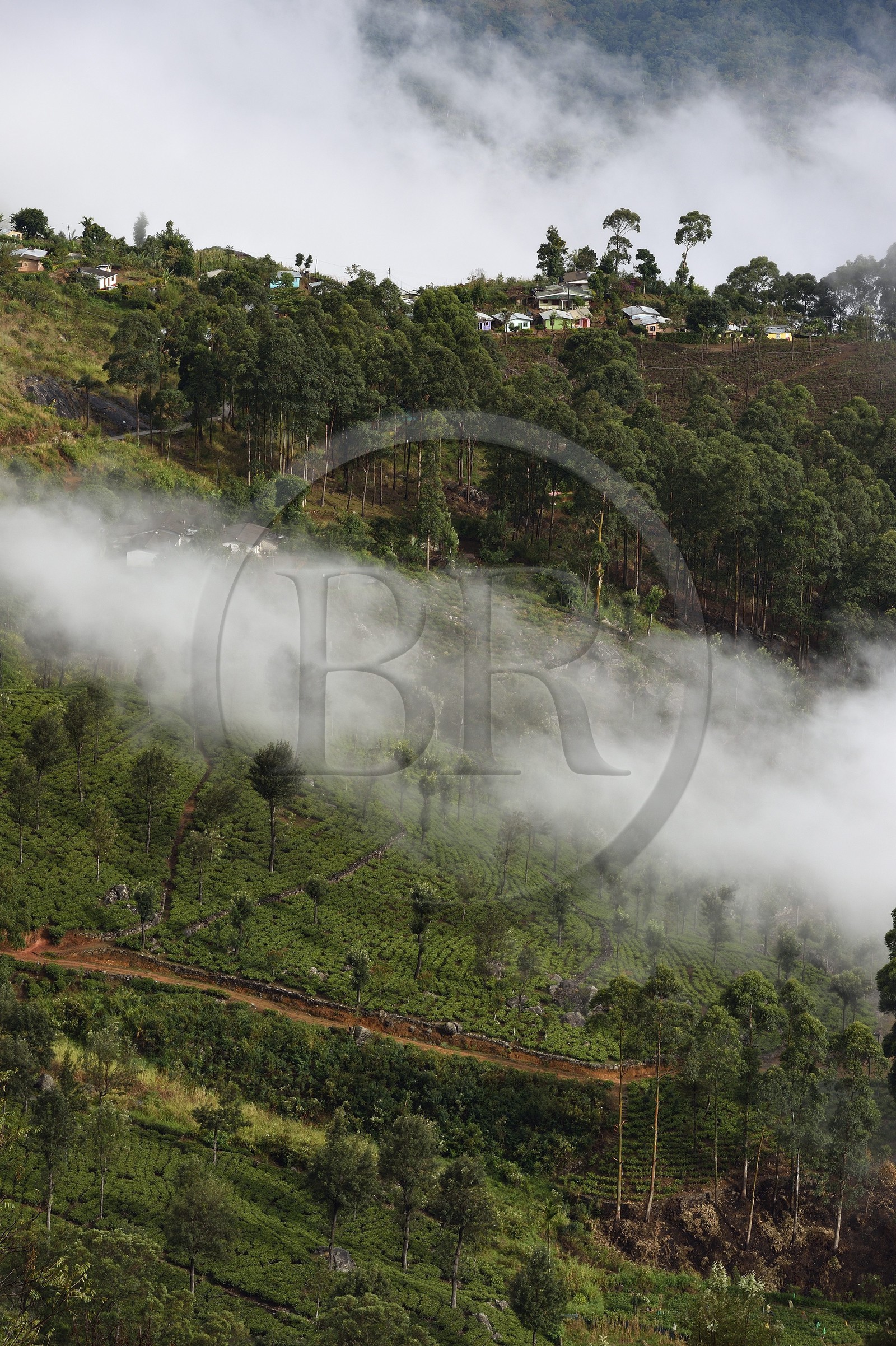 Sri Lanka, Province d'Uva, Haputale, plantation de thé et maisons des ouvriers de ces plantations sur les collinnes au sud