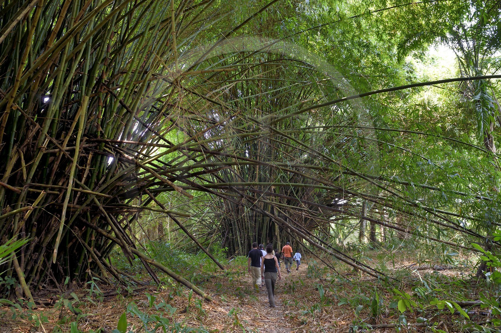 Gabon, province de Ogooué- Maritime, région de Omboué, Nengeue Sika (ile d’argent) dans la lagune Fernan Vaz (Nkomi), forêt de bambous