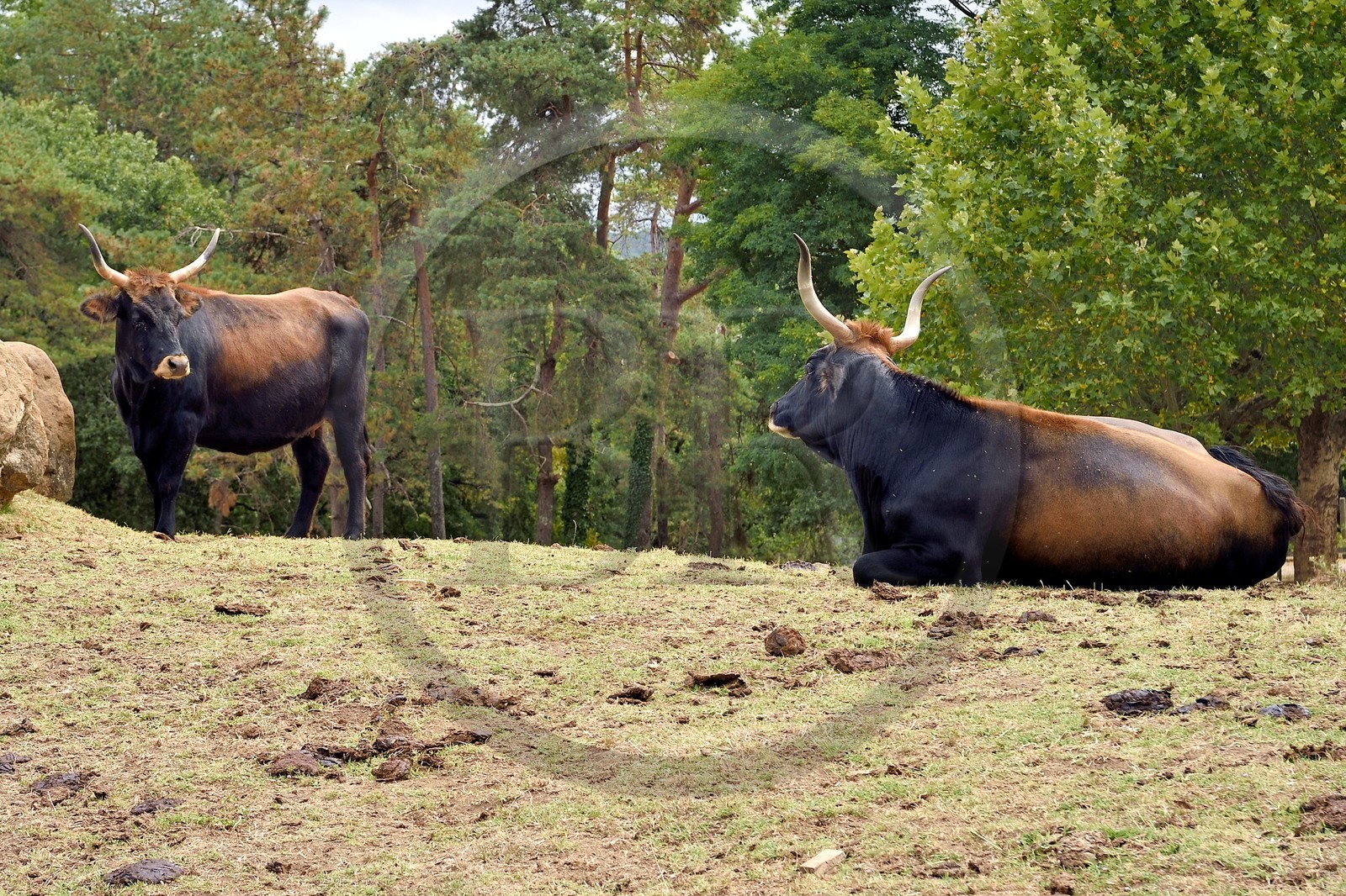 France, Dordogne (24), Perigord Noir, vallée de la Vézère, Thonac, Le Thot, espace Cro-Magnon, aurochs de Heck ou aurochs reconstitués