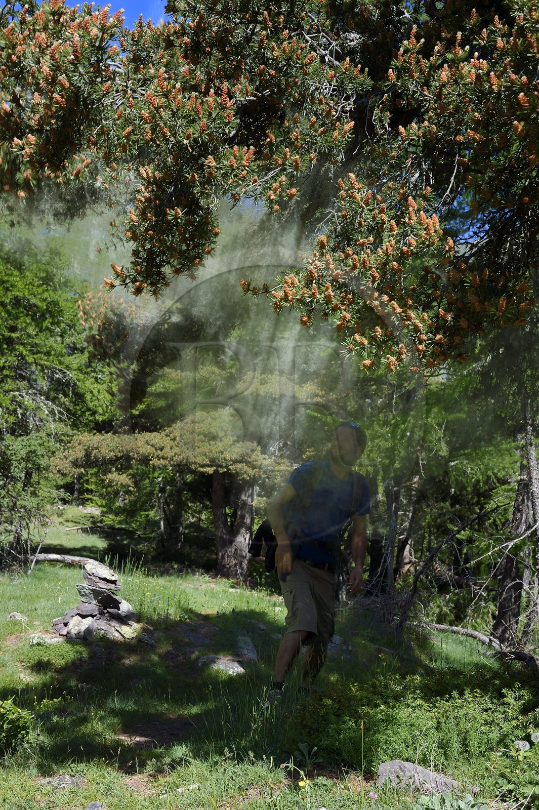 France, Alpes-Maritimes, parc national du Mercantour ( Mercantour national park), Haute-Vesubie, Gordolasque valley, Scots pine (Pinus sylvestris)