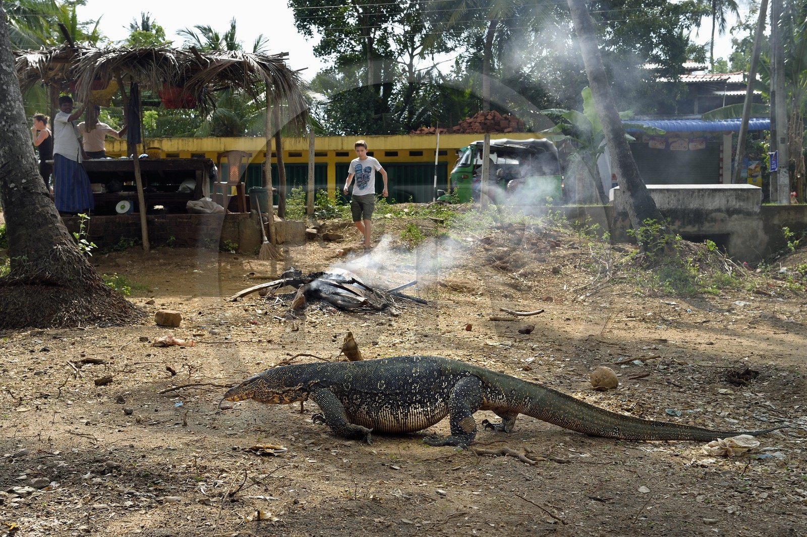Sri Lanka, Province du Sud, Wiraketiya, varan malais (Varanus salvator)