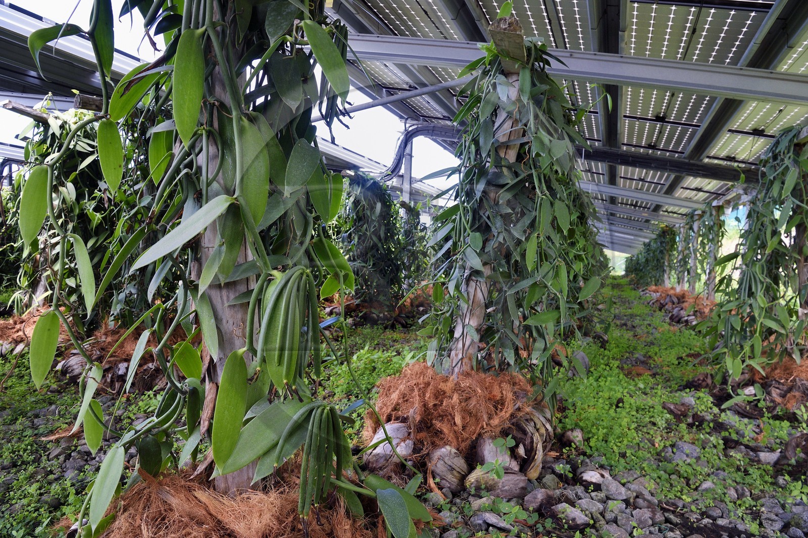 France, Reunion island (French overseas department), Saint Louis, Domaine de Bellevue, producer of organic Planifolia vanilla grown under five hectares of photovoltaic panels which supply more than 1,800 homes with electricity