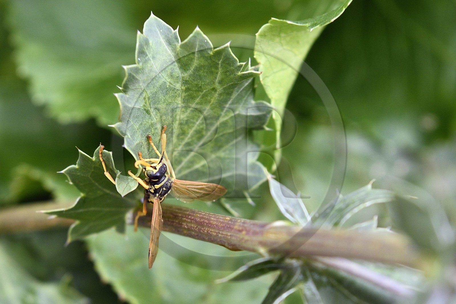 France, Bas-Rhin (67), Parc naturel régional des Vosges du Nord, Obersteinbach, le jardin écologique Hymenoptera, guepe poliste (Polistes dominula) sur un Panicaut