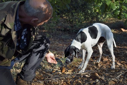 France, Var (83), Bauduen, recherche des truffes dans la truffière du Domaine du Hameau des Clos, le trufficulteur Marcel Demaria avec son chien et truffe blanche d’été (Tuber aestivum) dite encore truffe de la Saint-Jean
