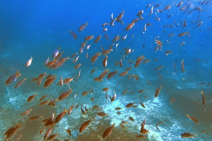 Sultanat d'Oman, gouvernorat de Mascate, réserve naturelle des Iles Daymaniyat,