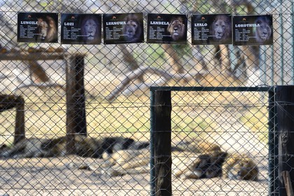 Zimbabwe, Midlands Province, Gweru, Antelope Park home to ALERT (African Lion and Environmental Research Trust), enclosure of lions that can not be released into the wild
