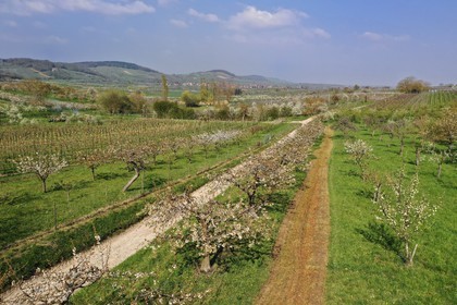 France, Bas-Rhin (67), Route des vins d'Alsace, Westhoffen, cerisiers en fleurs et vignoble en avril (vue a
