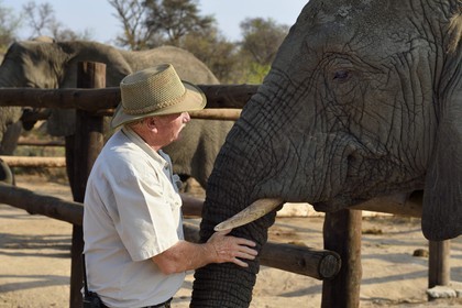 Zimbabwe, province des Midlands, Gweru, Antelope Park qui abrite ALERT (African Lion and Environmental Research Trust), le managing director Gary Jones avec un éléphant d'Afrique (Loxodonta africana)