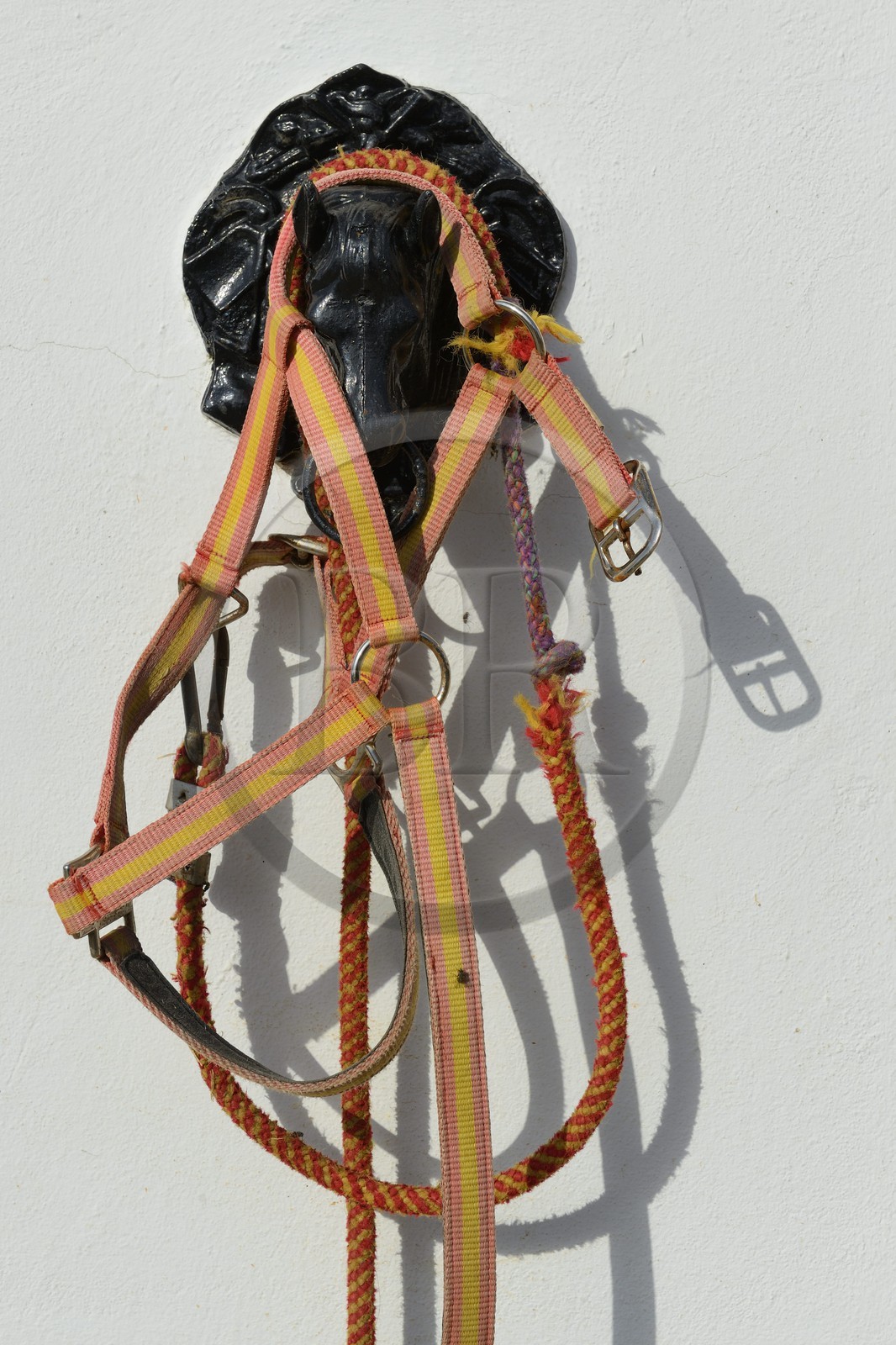 Espagne, Andalousie, province de Séville, Utrera, le haras Ayala (Yeguada Ayala), Pure race espagnole ou PRE (Pura Raza Espanola)