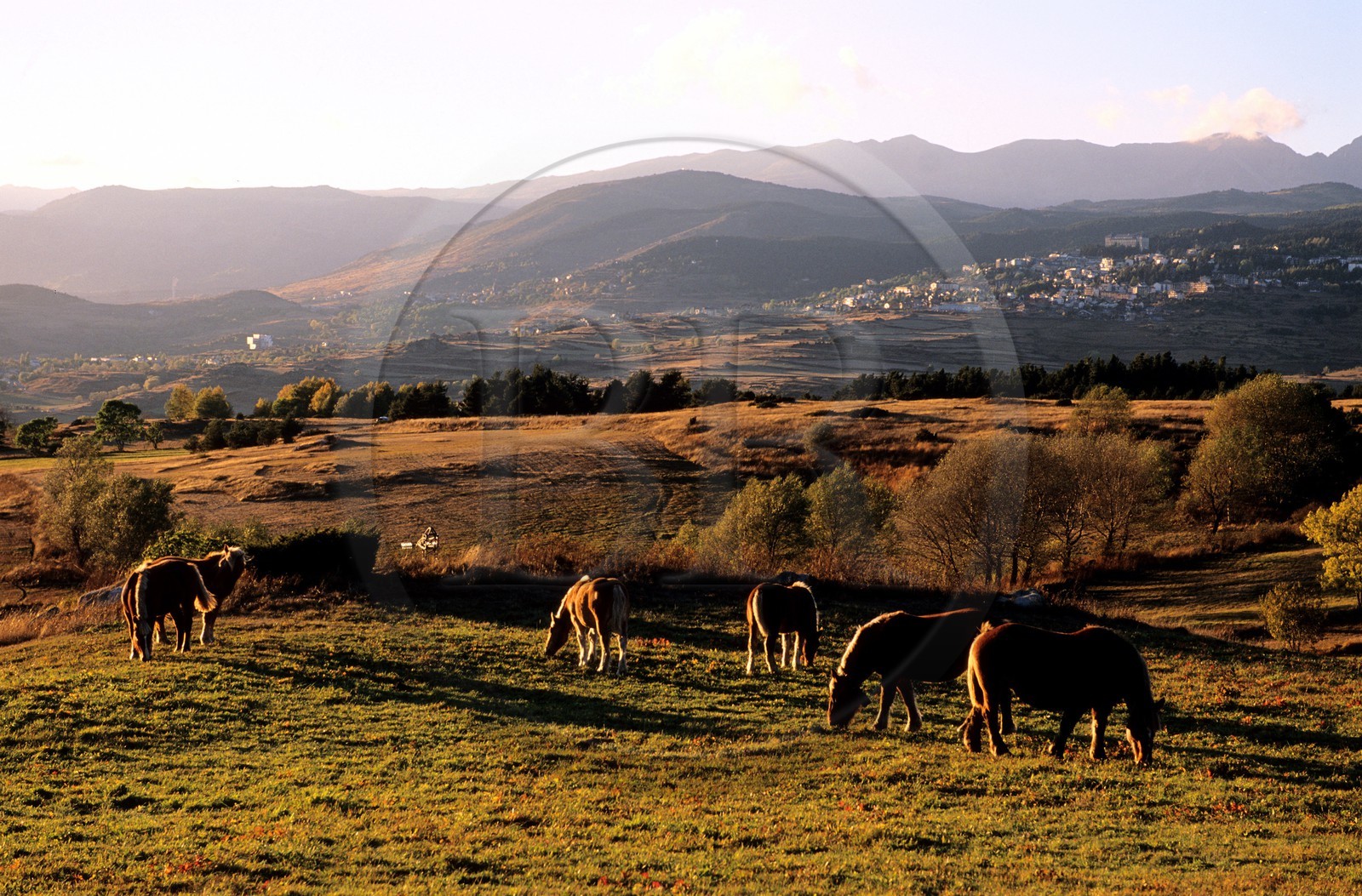 France, Pyrénées-Orientales (66), vaches au pâturage sur le haut-plateau de la Cerdagne