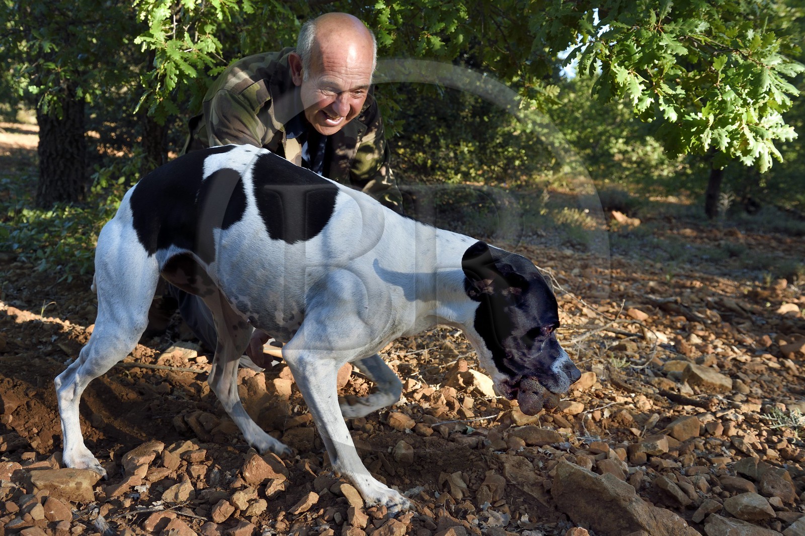 France, Var (83), Bauduen, recherche des truffes dans la truffière du Domaine du Hameau des Clos, le trufficulteur Marcel Demaria avec son chien et truffe blanche d’été (Tuber aestivum) dite encore truffe de la Saint-Jean