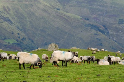 France, Pyrenees Atlantiques, Basque Country, Camino de Santiago (the Way of St. James) on the GR 65 between Saint Jean Pied de Port and Roncesvalles, manech blackhead sheep flock on the Urculu mountain