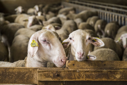 France, Aveyron, Grands-Causses Regional Nature Park, Versols et Lapeyre, Hermilix farm, Lacaune sheep whose milk is used to make Roquefort AOP