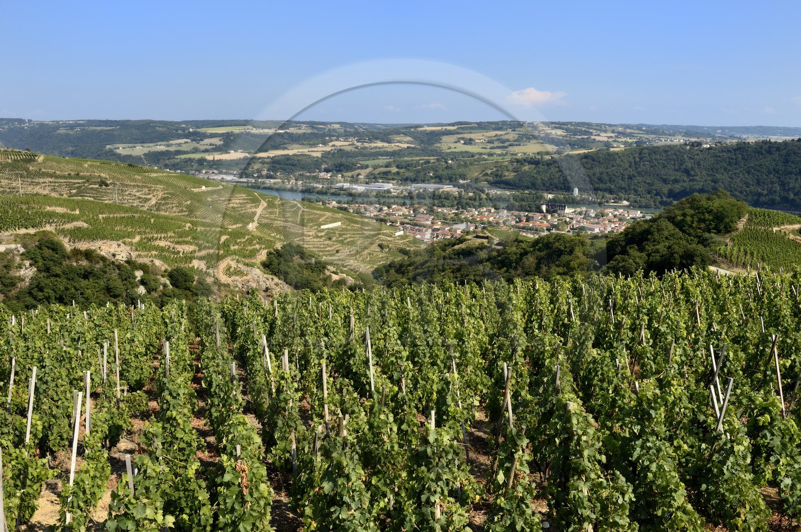 France, Rhône (69), Parc Naturel Régional du Pilat, le village d'Ampuis entre le vignoble AOC Côte Rôtie et le Rhône, vignes sur échalas